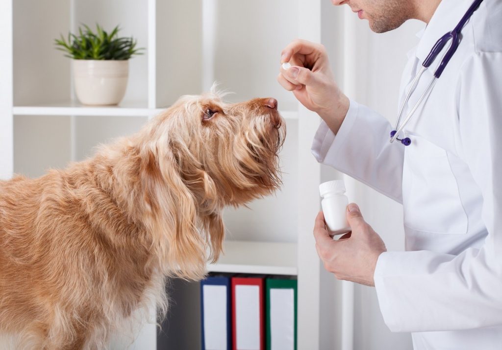 Flea and Tick Prevention Services in East Palatka and Crescent City, FL