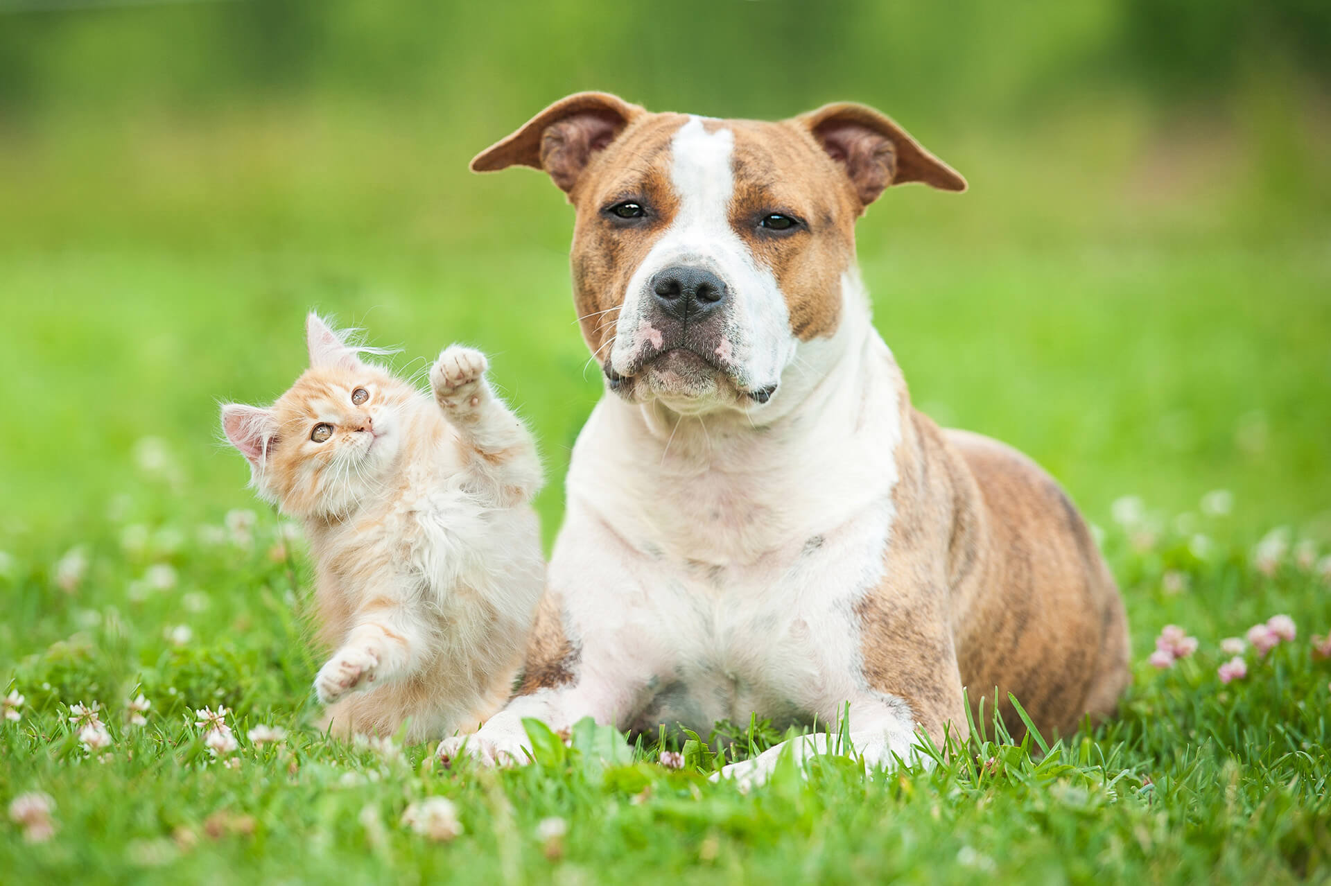 About Animal Health Center