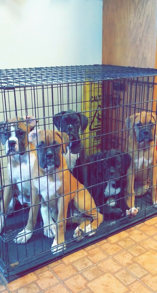 Photo Gallery Animal Health Center